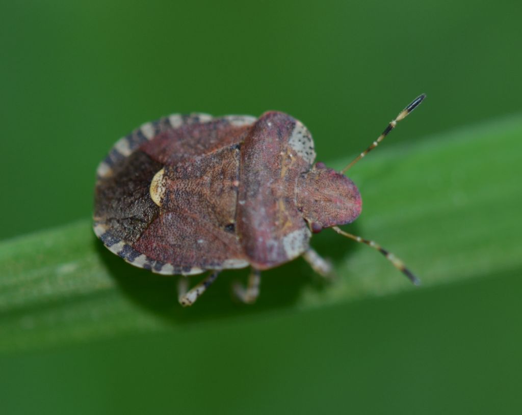 Holcostethus sphacelatus? No, Dyroderes umbraculatus